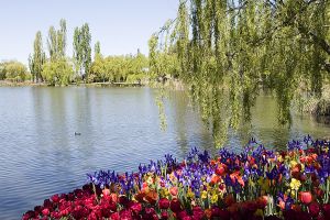 Field of flowers Lake Burley Griffin.jpg